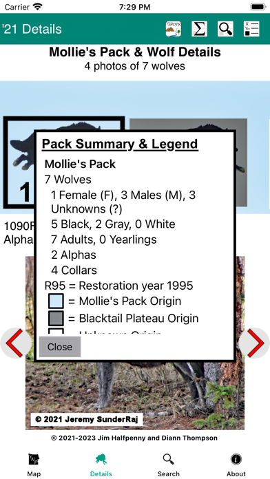 Yellowstone Wolves 2021 Screenshot