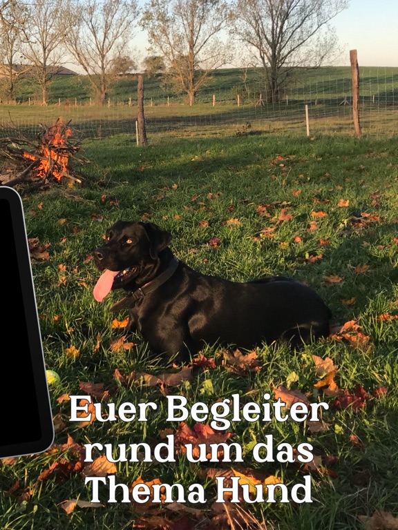 Screenshot #5 pour Black Dog Down - Hunde-Reisen