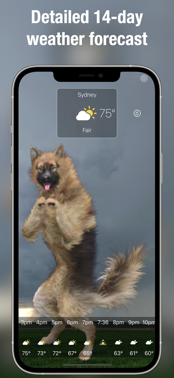Dog Days Weather Live