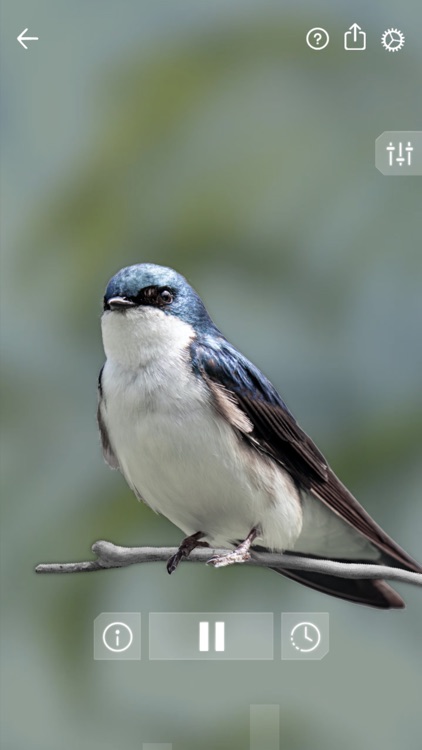 Bird Sounds Relax screenshot-5