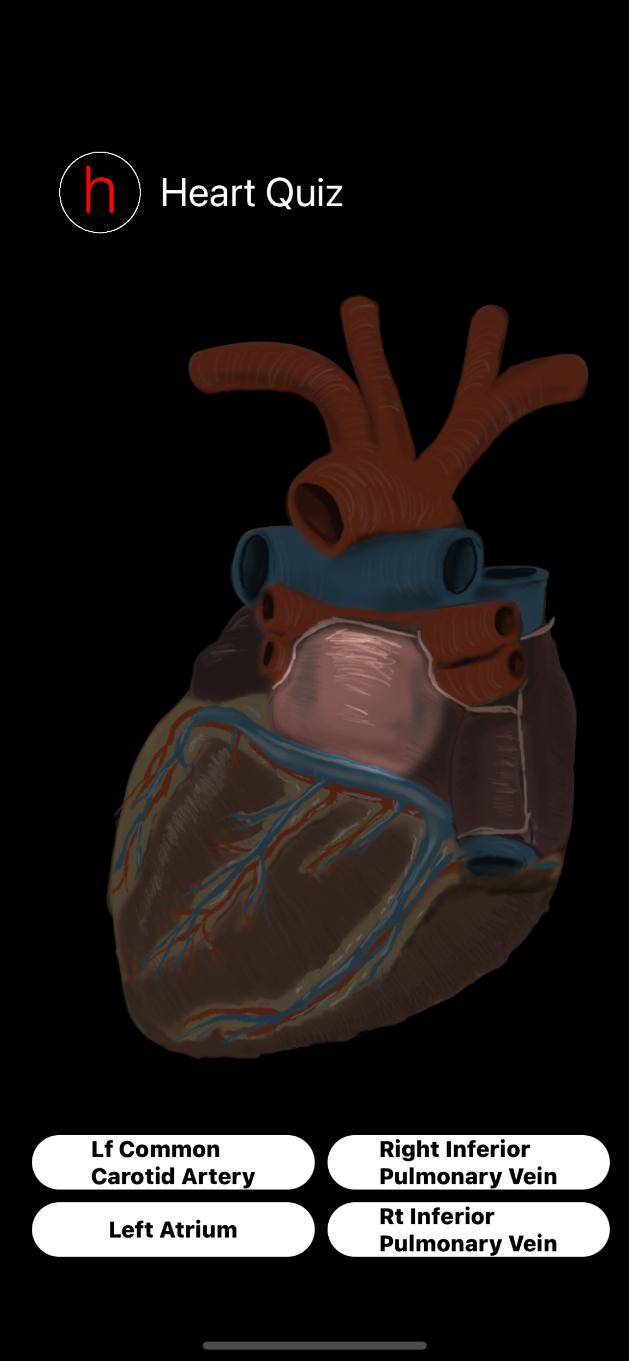 Human Heart Anatomy Quiz