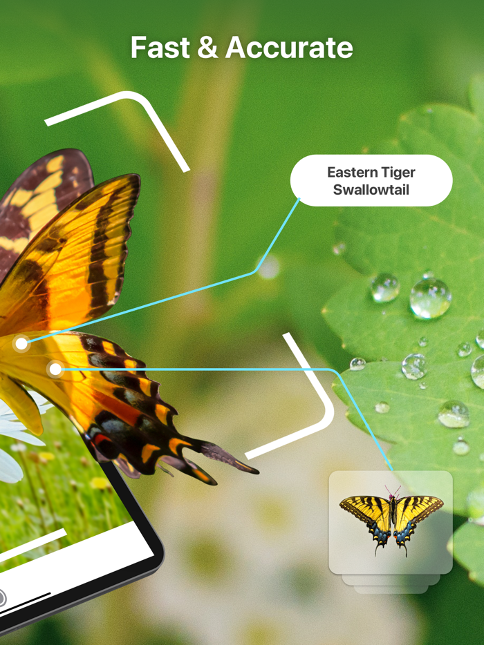 Bug Identifier Insect Id