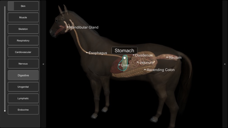 3D Horse Anatomy Software screenshot-7