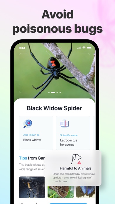 Picture Insect: Spiders & Bugs Screenshot