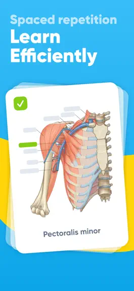 Game screenshot Anki FlashCards™ Learn Russian mod apk