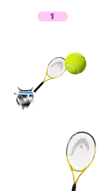 Dog & Cat Tennis
