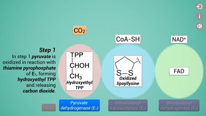 Biomolecules: Cell respiration Screenshot
