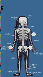 the human body by tinybop iphone screenshot 3