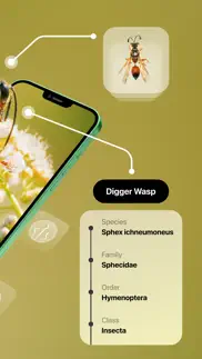 insect identifier iphone screenshot 2