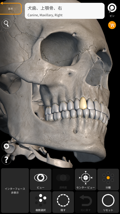 骨格 - 解剖学3D アトラススクリーンショット