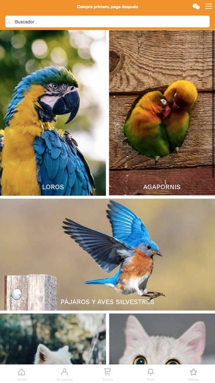 Complementos Para Aves