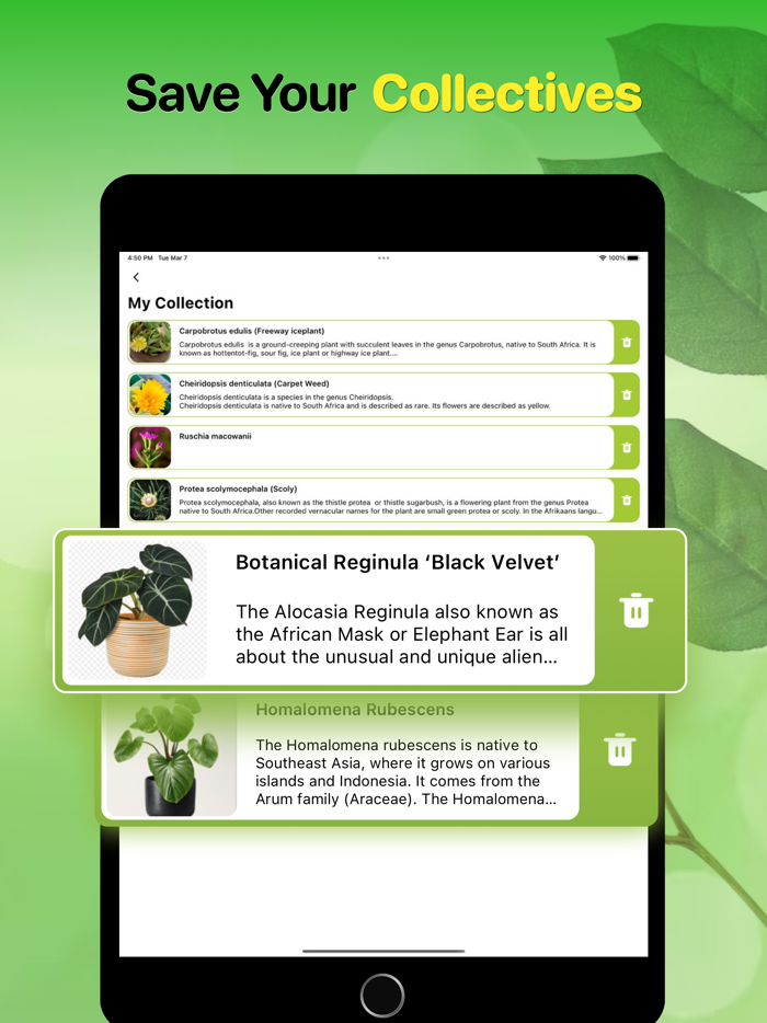 Plant Identifier And Care Tips