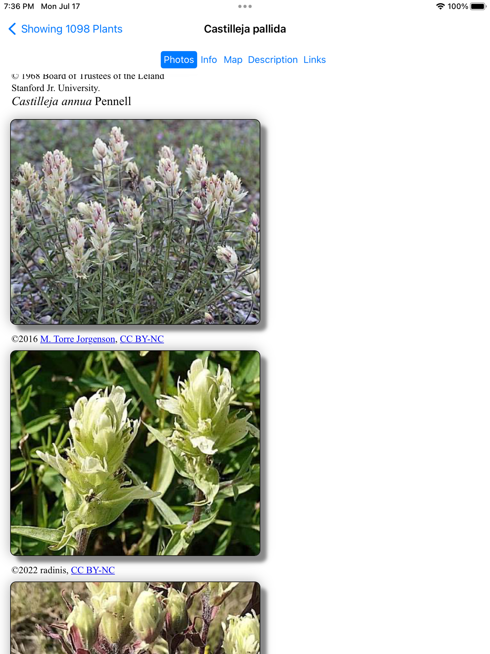 NT Wildflowers