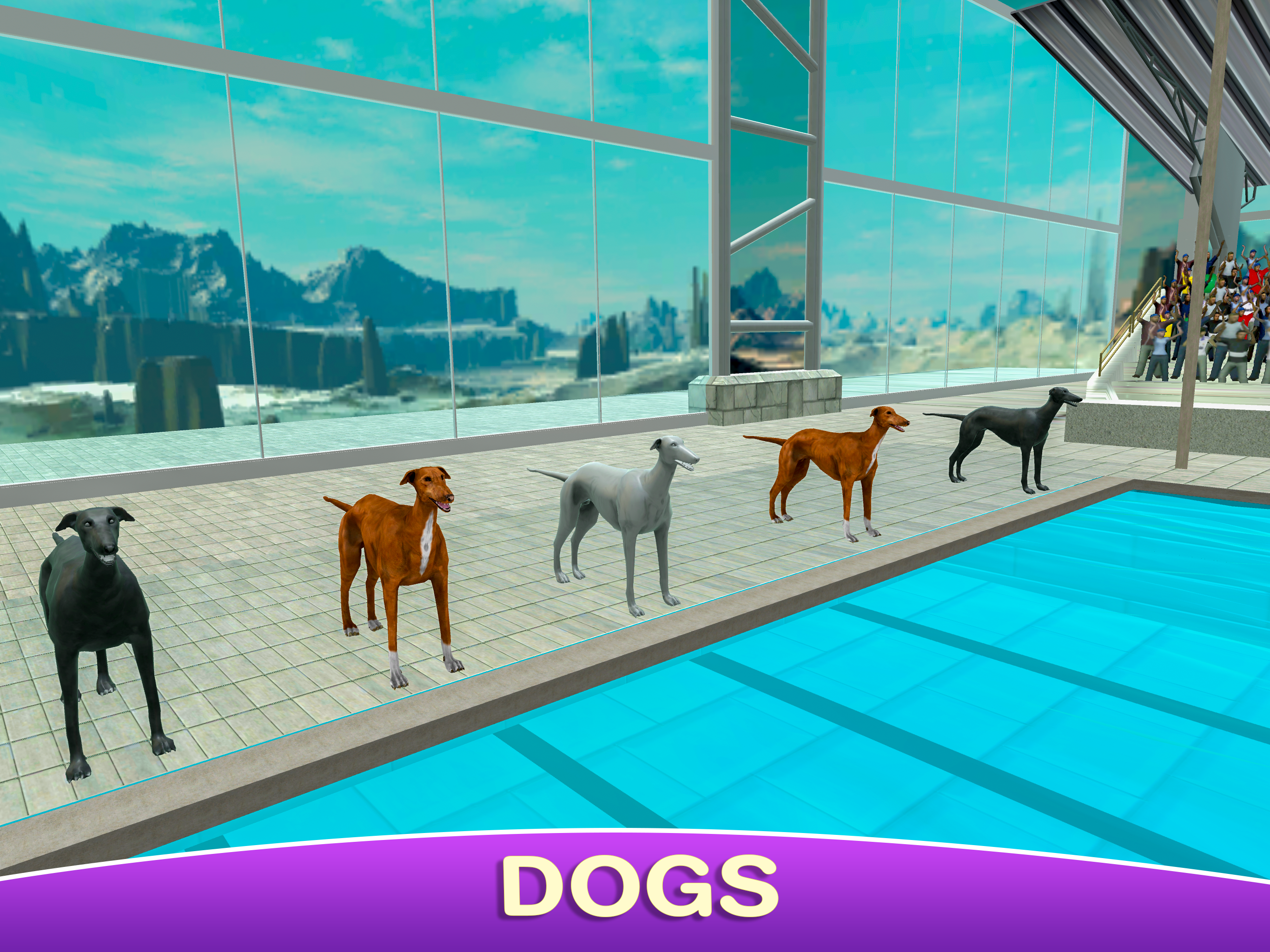 Dog Swimming Race