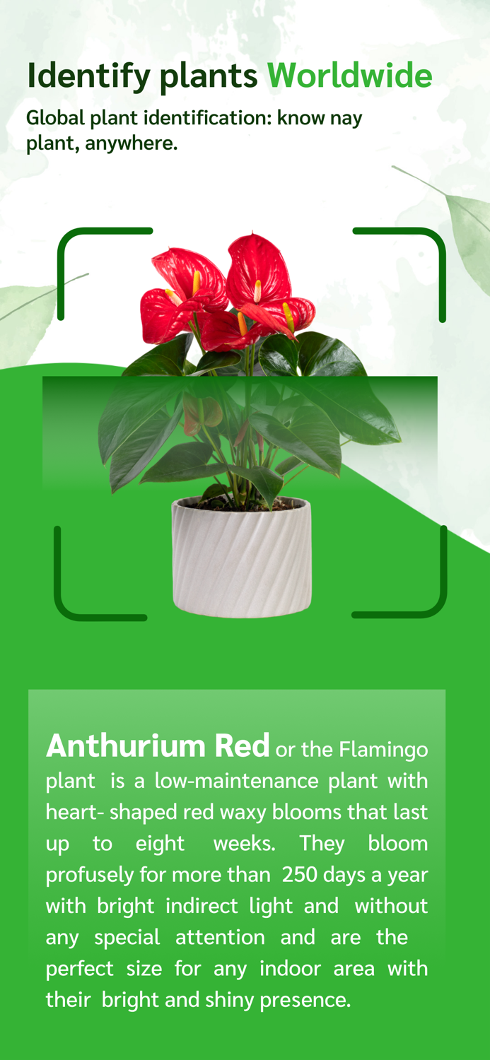 ARlens - Plant Identifier