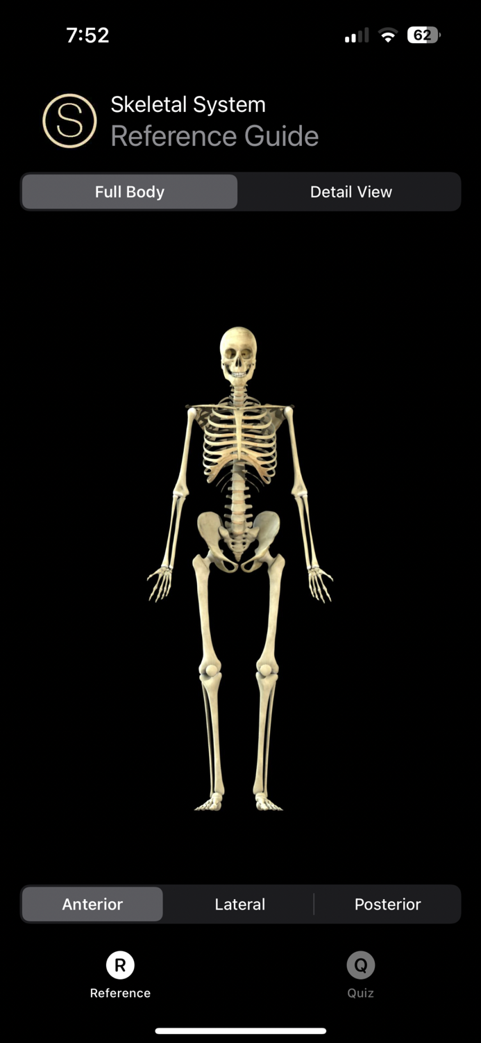 Skeleton Study Guide