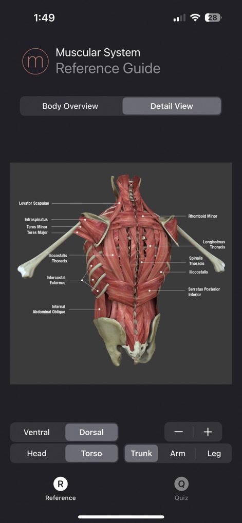 Muscle Study Guide - App de Medicina | MWM