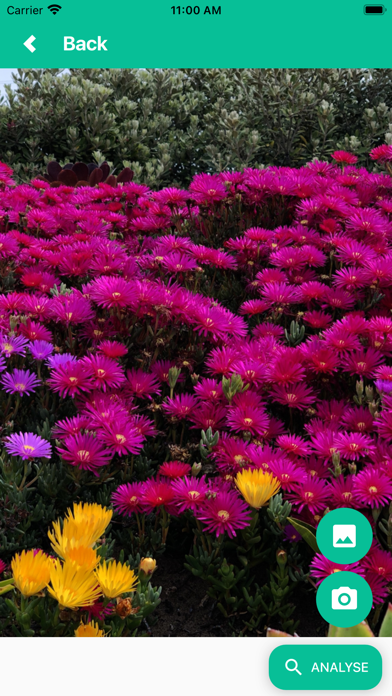 Blume Screenshot