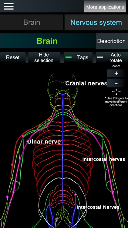 Brain and nerves (Anatomy)