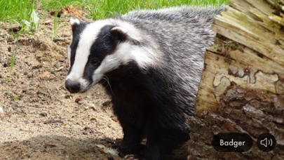 Animal Sounds & Image Screenshot