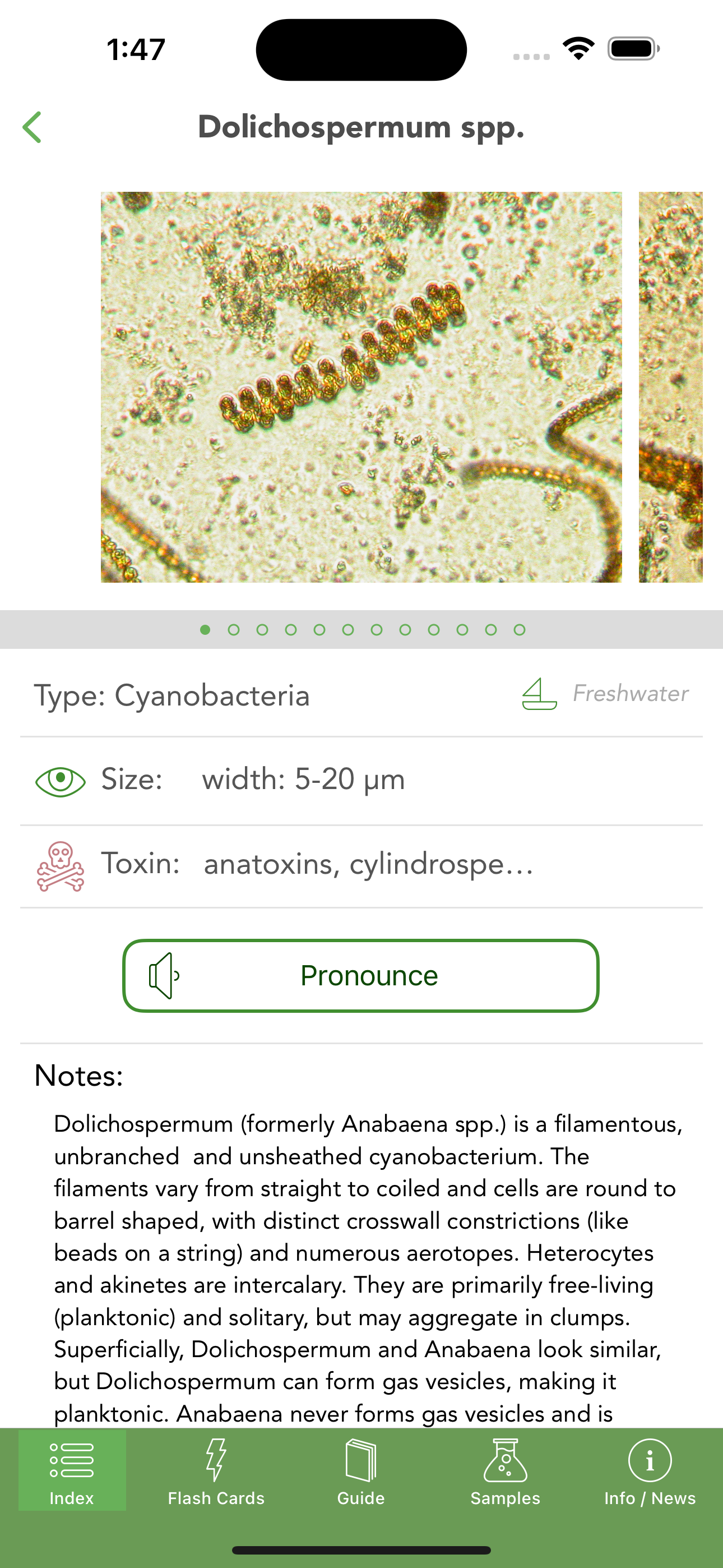 Phyto