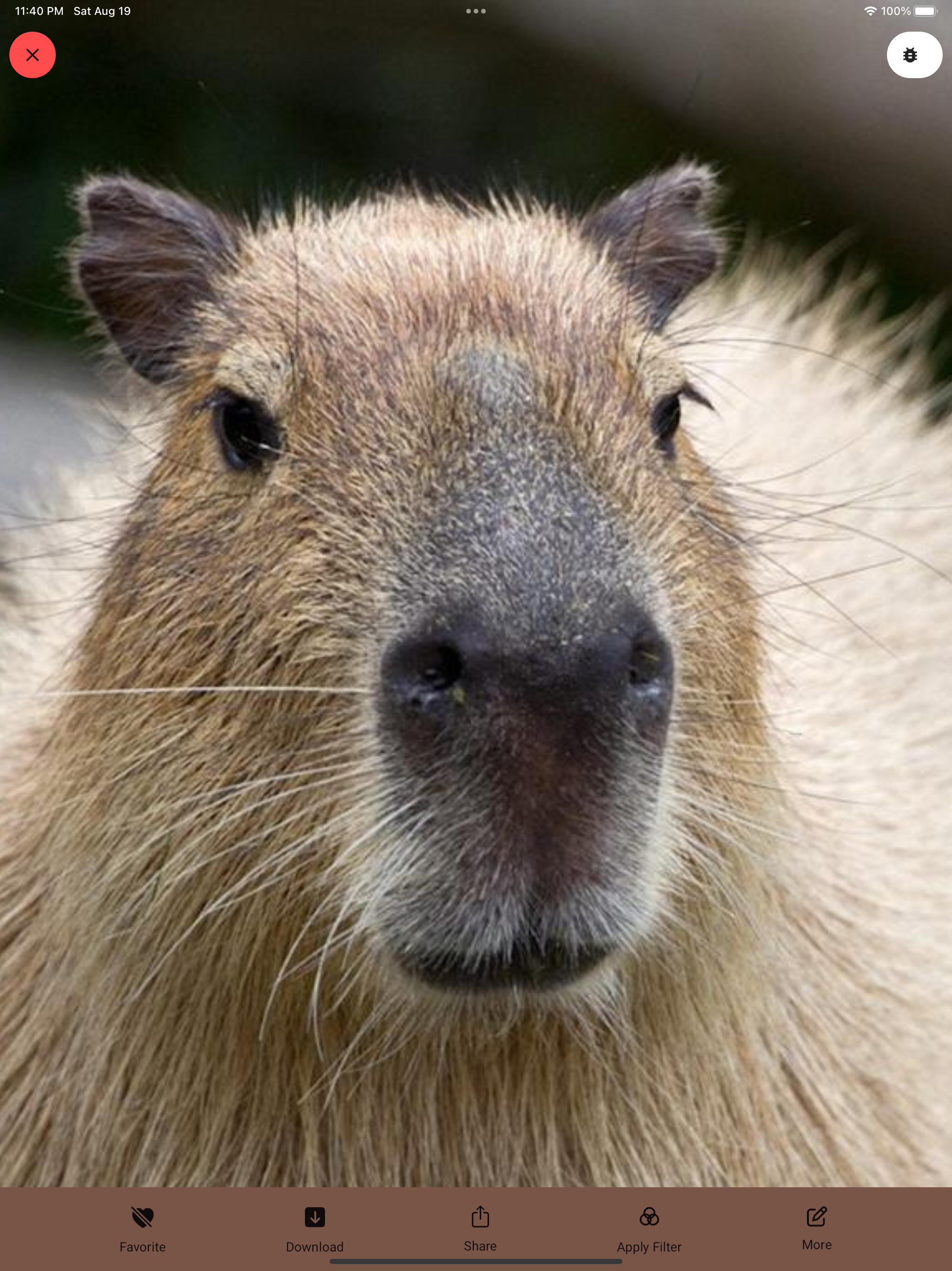 Capybara Wallpaper - Funny Pet
