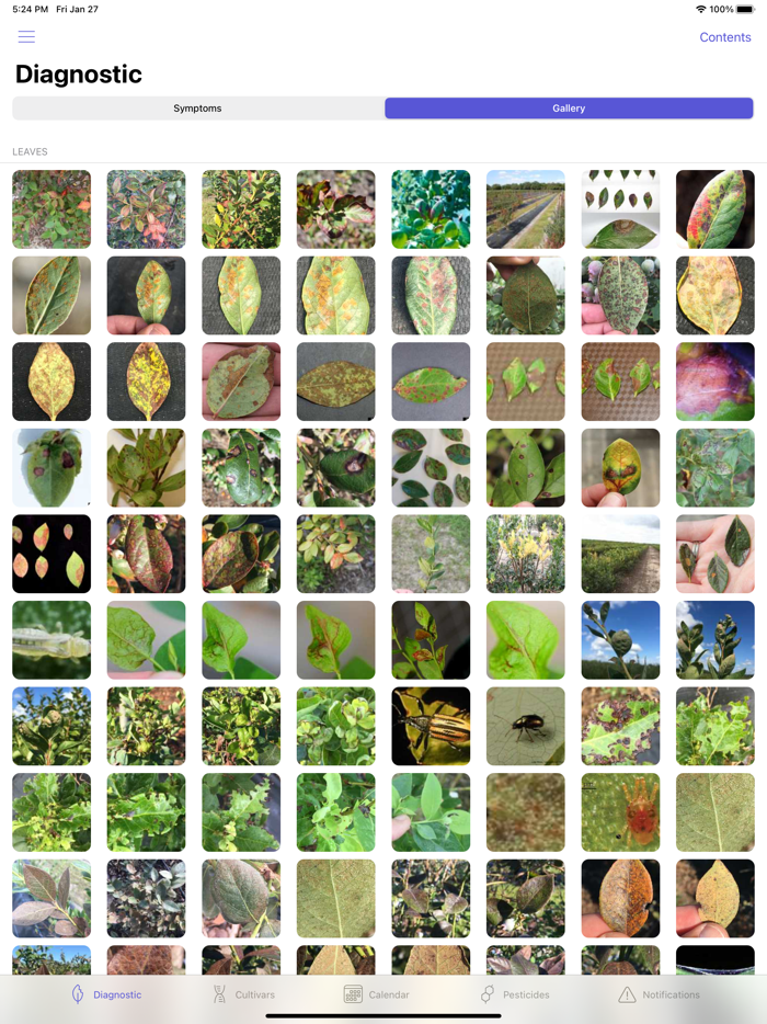 UF Blueberry Growers Guide