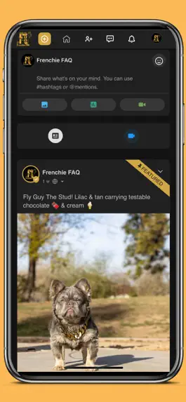 Game screenshot Frenchie FAQ: Puppy Finder apk