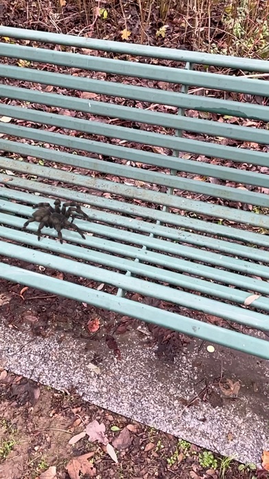 AR Spiders Screenshot