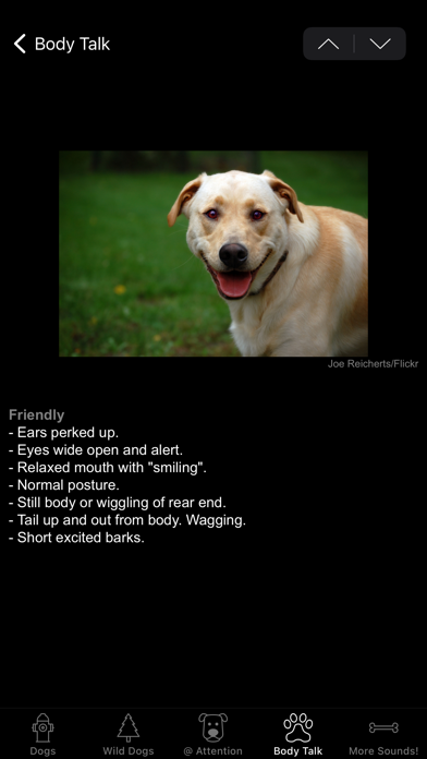 Dog Sounds & Body Talk Screenshot