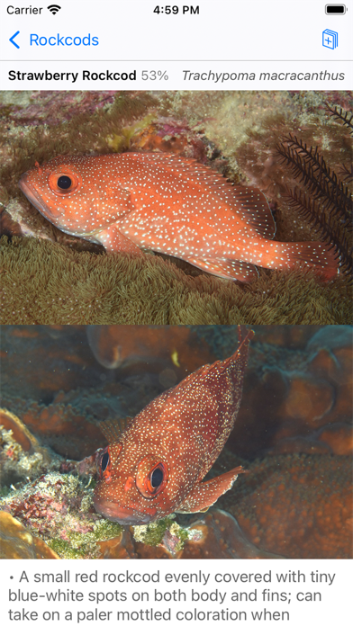 Lord Howe Fish IDのおすすめ画像5