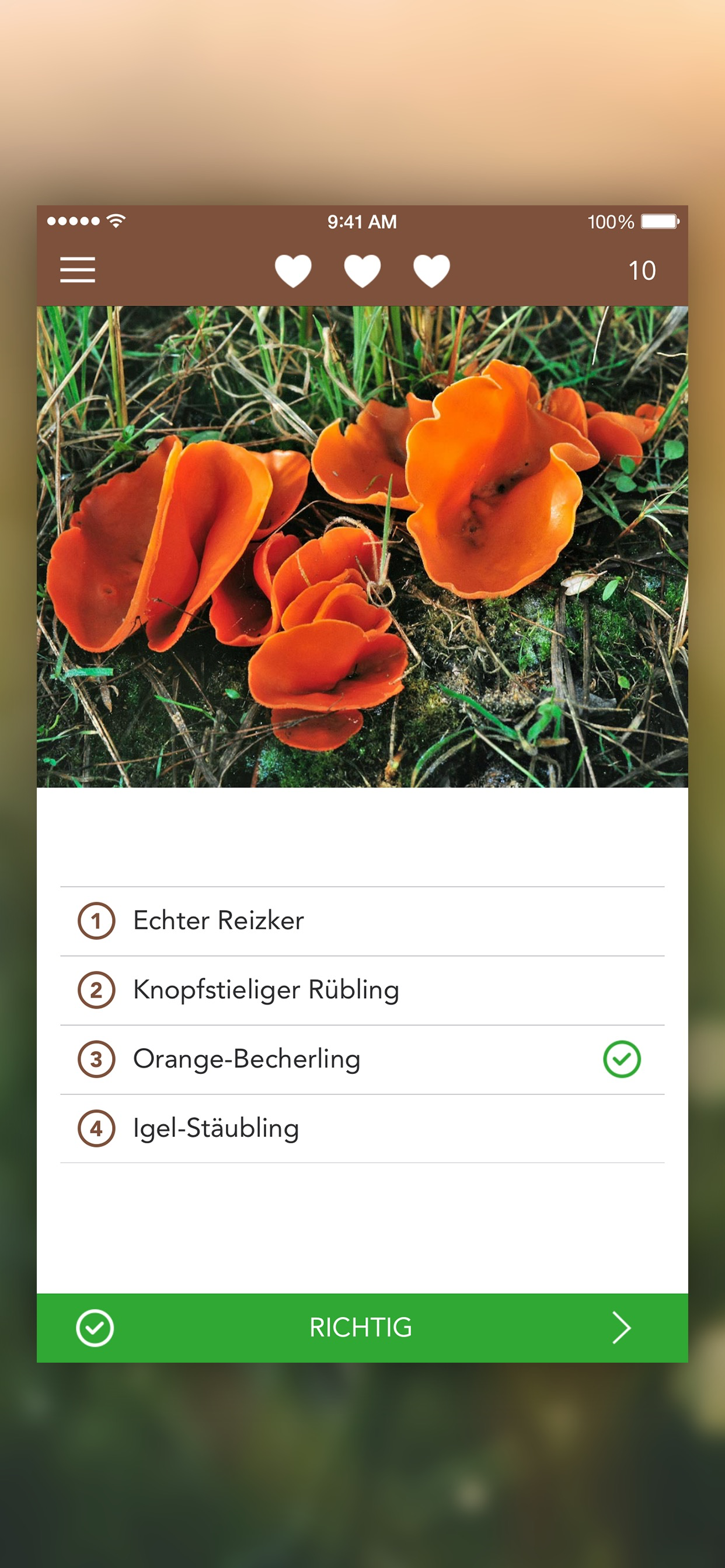 Pilzführer LITE - Pilze