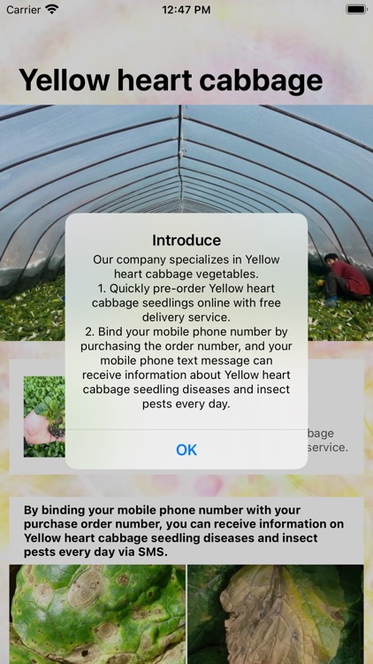 Yellow heart cabbage