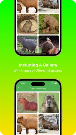 Game screenshot Capybara: Care Guide & Fun hack