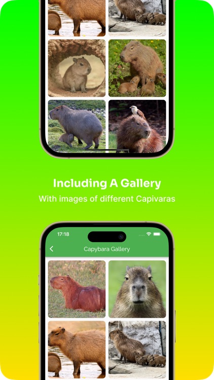Capybara: Care Guide & Fun