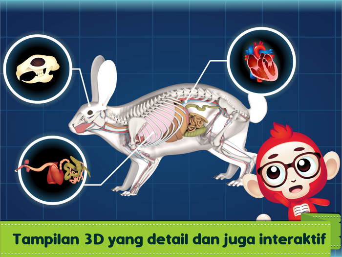 Marbel Sains  Anatomi Hewan