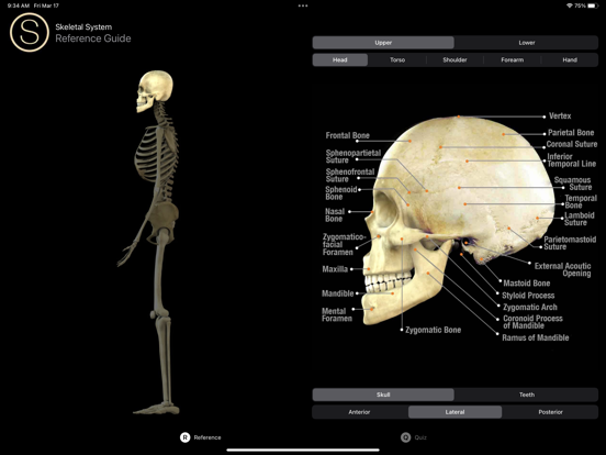 Screenshot #4 pour Skeleton Study Guide