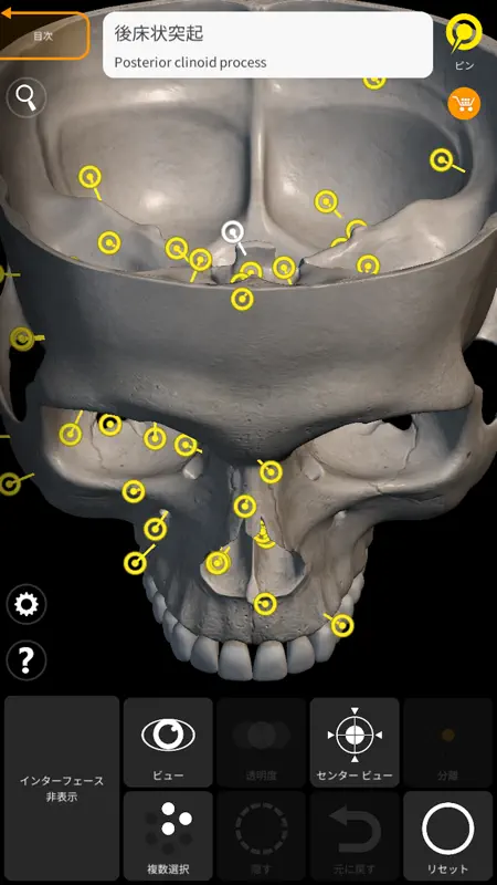 Squelette Anatomie 3D screenshot 5 of 6