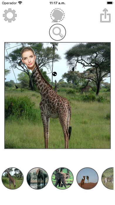 Animals montage with photos Screenshot