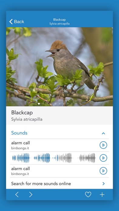 iKnow Birds 2 PRO - Europe Screenshot