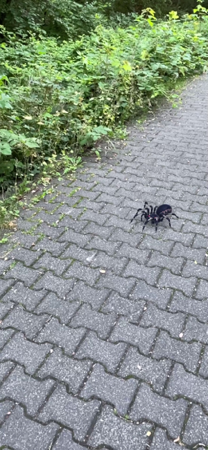 Captură de ecran AR Spiders