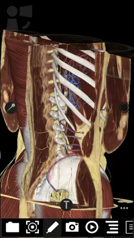 Game screenshot 3Dissect Abdomen apk
