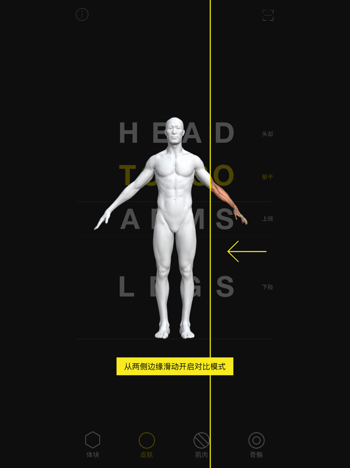 艺用人体解剖教程