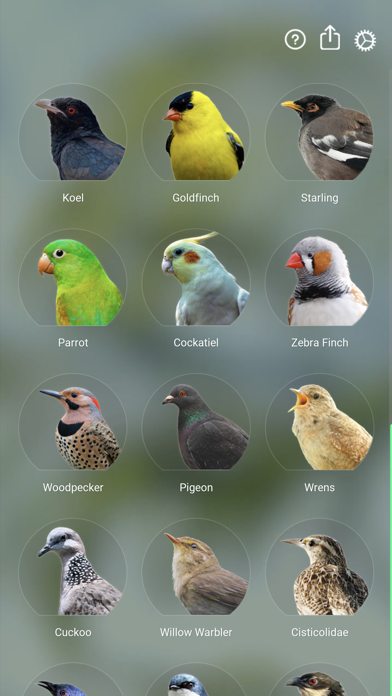 Bird Sounds Relax Screenshot