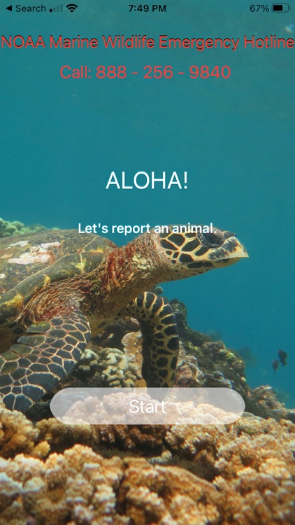 HI Hawksbill Conservation