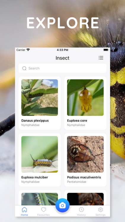 AI Photo App Bug Identifier by HVN Studio AI Photo App Bug Identifier by HVN Studio