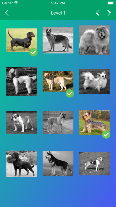 Dog Breeds Quiz: Guess the Pet Screenshot