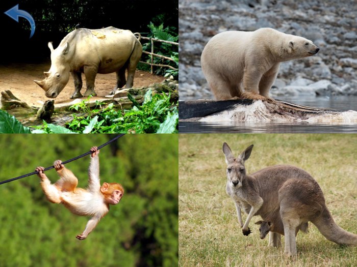 Animals for Kids toddler game