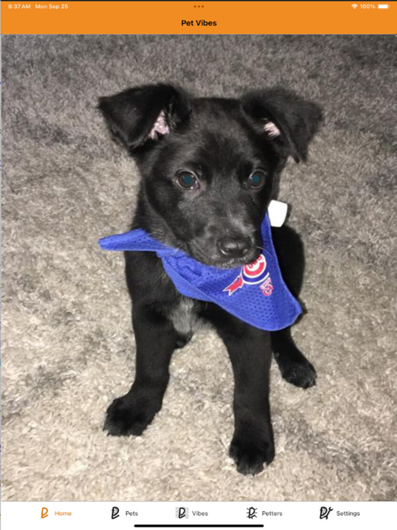 Screenshot #5 pour PetVibes