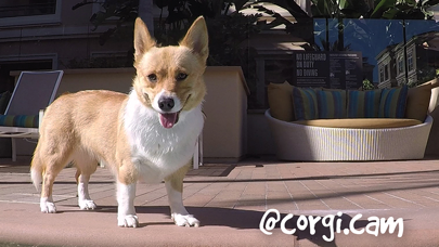 #FJBC Front Jolly Back CORGI screenshot 4